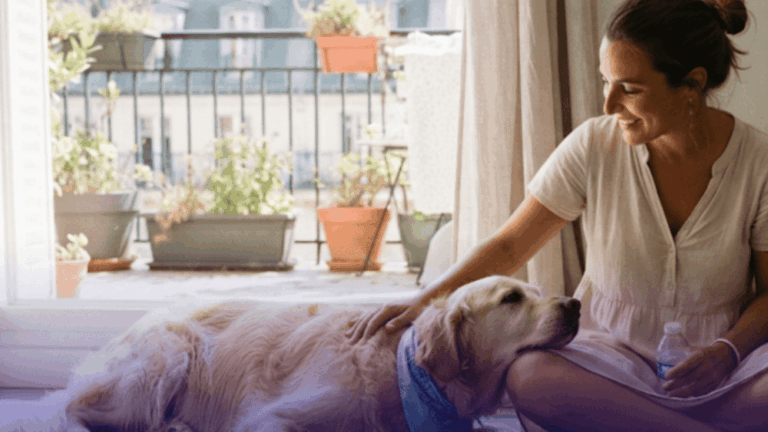 Canicule 2026 pourquoi 85 % des chiens et chats français ne sont pas protégés face au coup de chaleur - Pereire Assurances - pereire.co