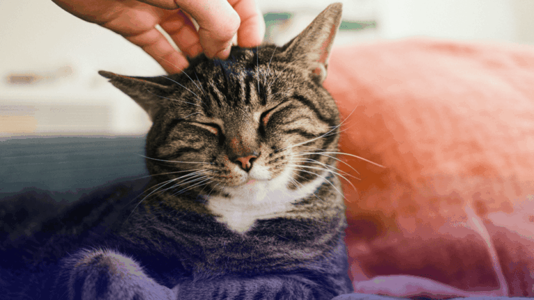 Mutuelle chat - Comment offrir les meilleurs soins à votre félin au juste prix - Pereire Assurances - Pereire.co